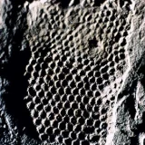 Paleodictyon nodosum