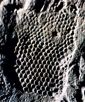 paleodictyon-nodosum.webp