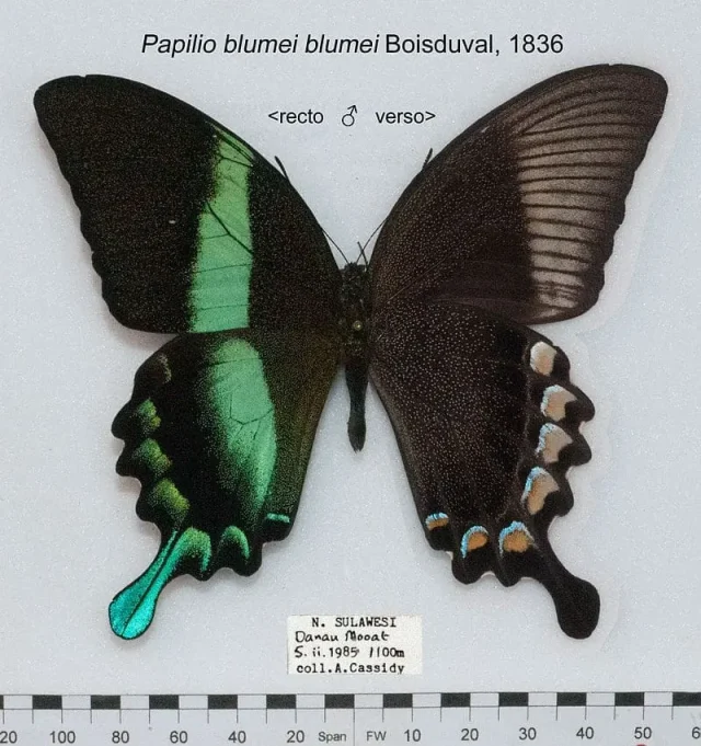 Пеперуда от вида papilio blumei