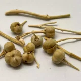 растение peganum harmala