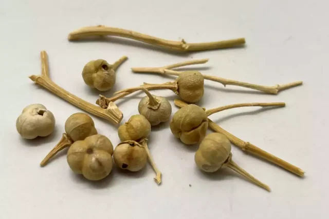 растение peganum harmala