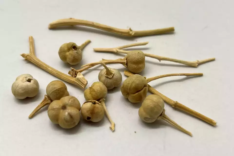 peganum-harmala-rastenie.webp
