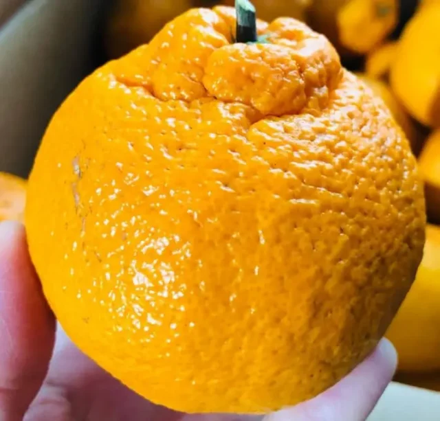 портокал декупон