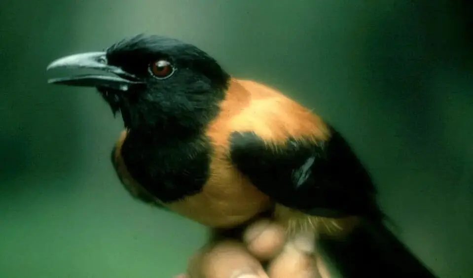 ptitsa-pitohui.webp