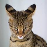 котка савана