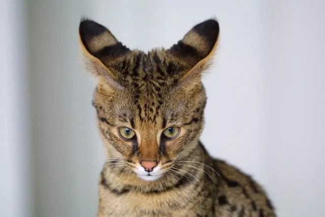 котка савана