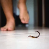 В Бразилия нарастват ухапванията от скорпиони