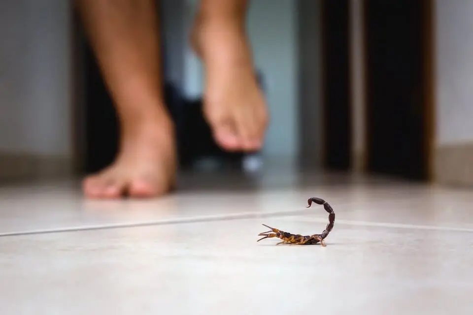 skorpion-braziliq.webp