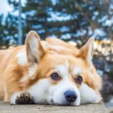 уелско корги