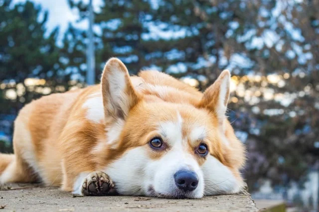 уелско корги