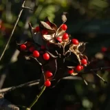 abrus-prekatorius