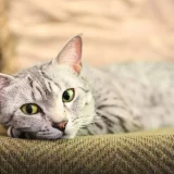 египетска котка мау