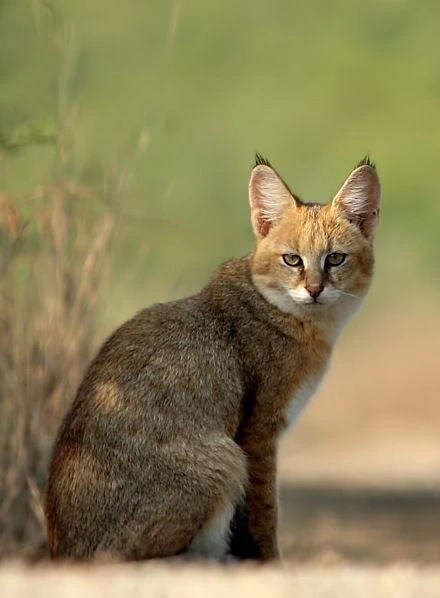 дива котка Felis chaus