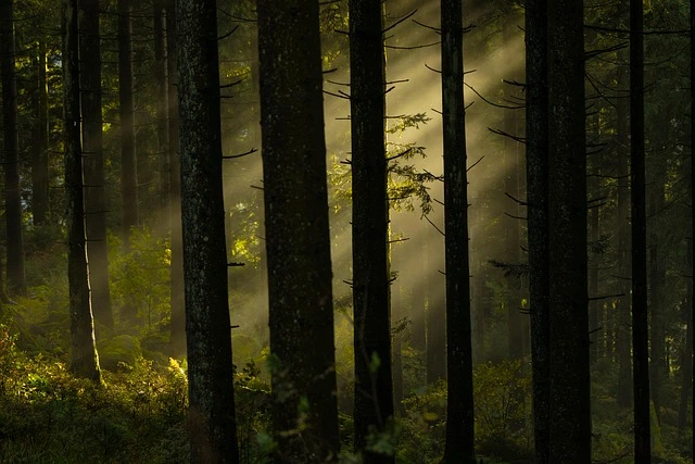 forest.webp