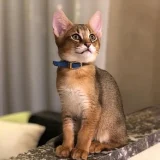 Чаузи - котка