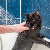 котка в банята