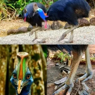 ptitsa-kazuar.webp