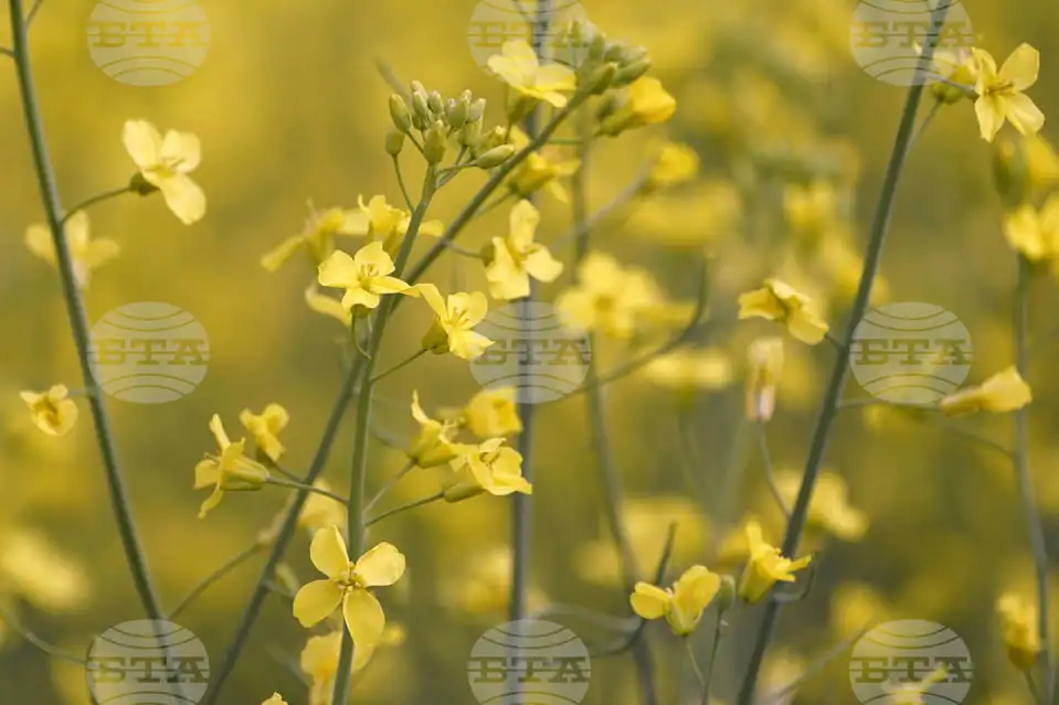 turtsiya-metlichina.webp