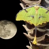 лунни пеперуди