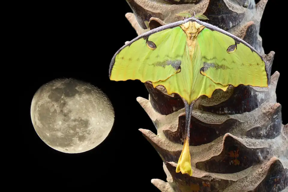 lunni-peperudi.webp