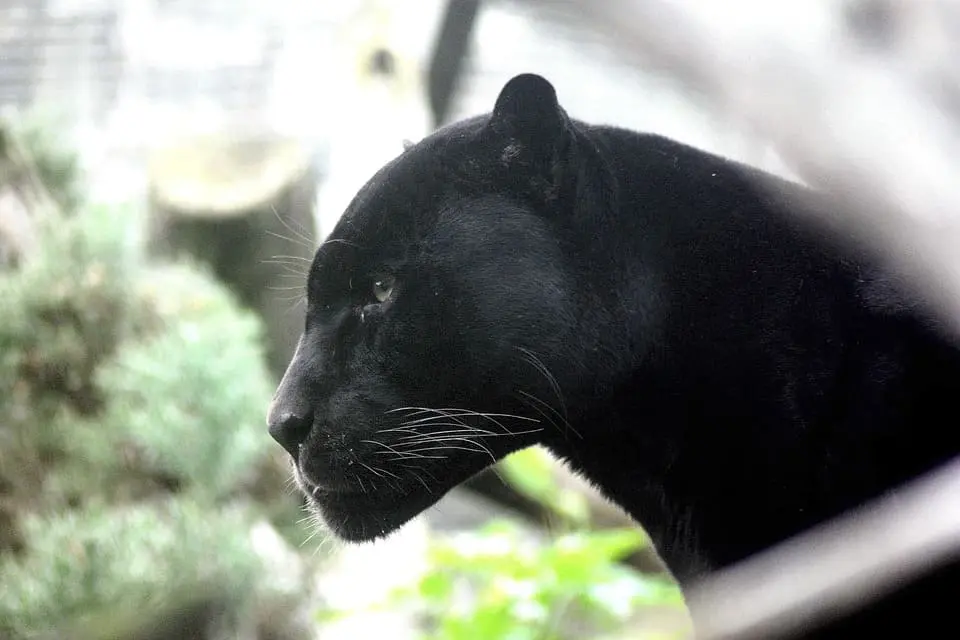 pantera.webp