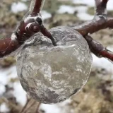 призрачни ябълки