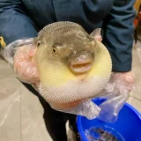 риба балон в черно море