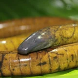 нов вид червей tesoros-caecilian