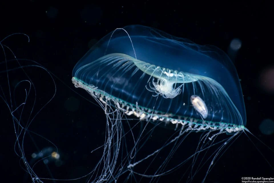 bioluminestsentna-meduza.webp