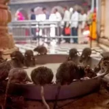 храмът на плъховете в Индия