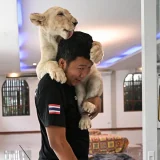 лъв с гледач в Тайланд