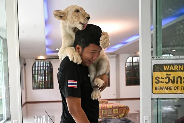 лъв с гледач в Тайланд