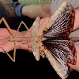 мега насекомо Acrophylla alta