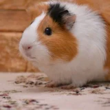 морски свинчета