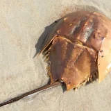 Подковоносни раци