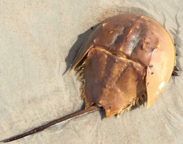 Подковоносни раци