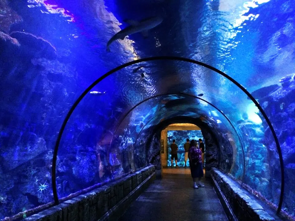 yaponiya-podvoden-tunel.webp