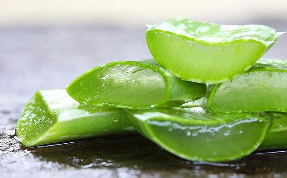 aloe-vera.webp