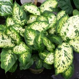 Дифенбахия