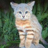 Пампаската котка