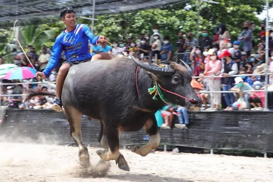 buffalo.webp