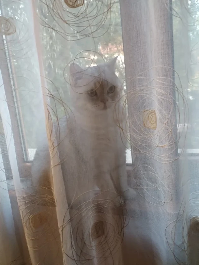 коте зад перде