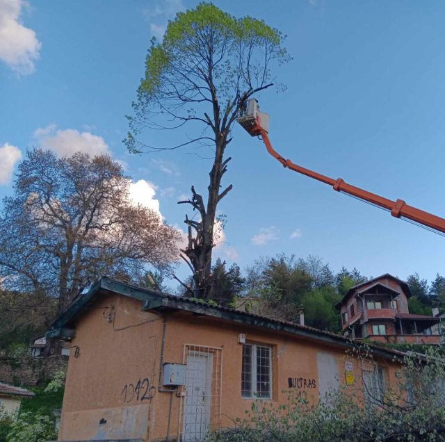 рязане на дърветата