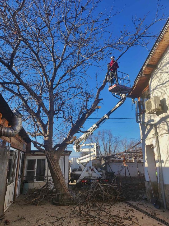  Екипът на TreeXpert предлага професионално рязане на дърветата