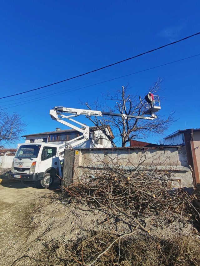 рязане на дърветата