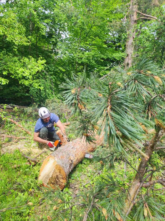 виж повече за нашите услуги по оформяне на дървета“ или „научи как протича зимната грижа за дърветата“.