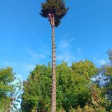 виж повече за нашите услуги по оформяне на дървета“ или „научи как протича зимната грижа за дърветата“.