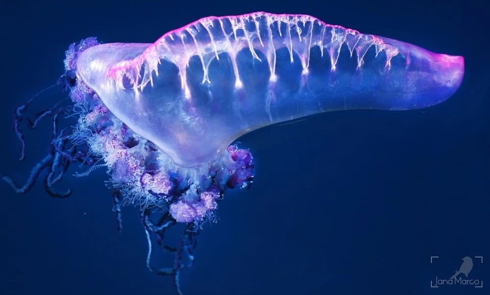physalia-physalis-medusa.webp