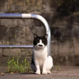 котка позира