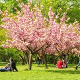 Японската градина в Букурещ с цъфтящи сакури в парк Крал Михай I